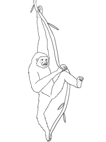 Hanging Gibbon Coloring Page